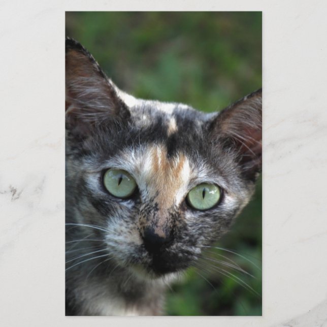 Papelaria Gato Cinza Marrom Branco com Olhos Verdes (Frente)