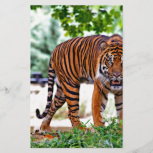 Papelaria gato com estampa de tigre personalizado Aniversári