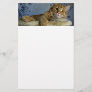 Papelaria Gato de relaxamento