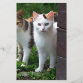 Papelaria Gatos fora brincando