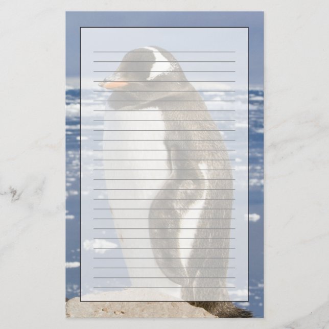 Papelaria Gentoo Penguin (Frente)