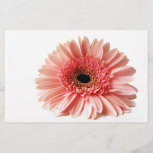 Papelaria Gerbera