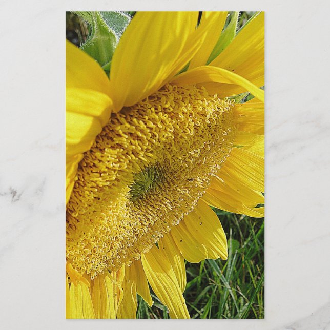 Papelaria Girassol brilhante (Frente)