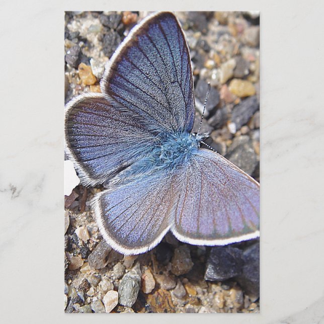 Papelaria Hellblauer Schmetterling (Frente)