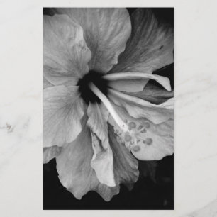 Papelaria Hibisco