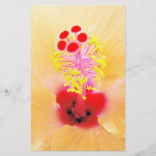 Papelaria Hibiscus (Frente)