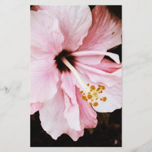Papelaria Hibiscus