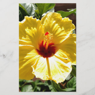 Papelaria Hibiscus amarelo