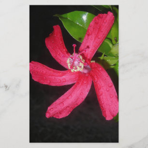 Papelaria hibiscus vermelho