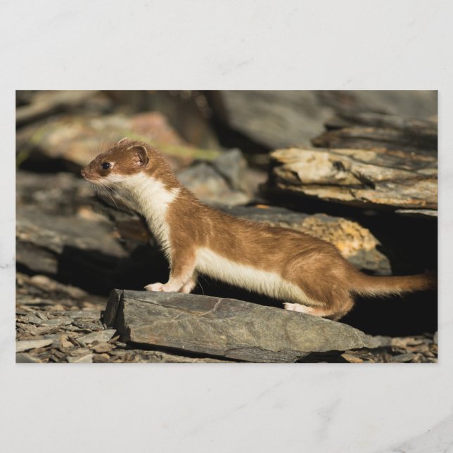 Papelaria Hunting Weasel (Frente)