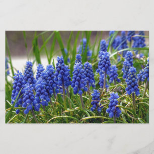 Papelaria Hyacinth Grape