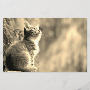 Papelaria Kitten Com Amigo De Borboleta