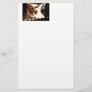 Papelaria Kute Gatinho!