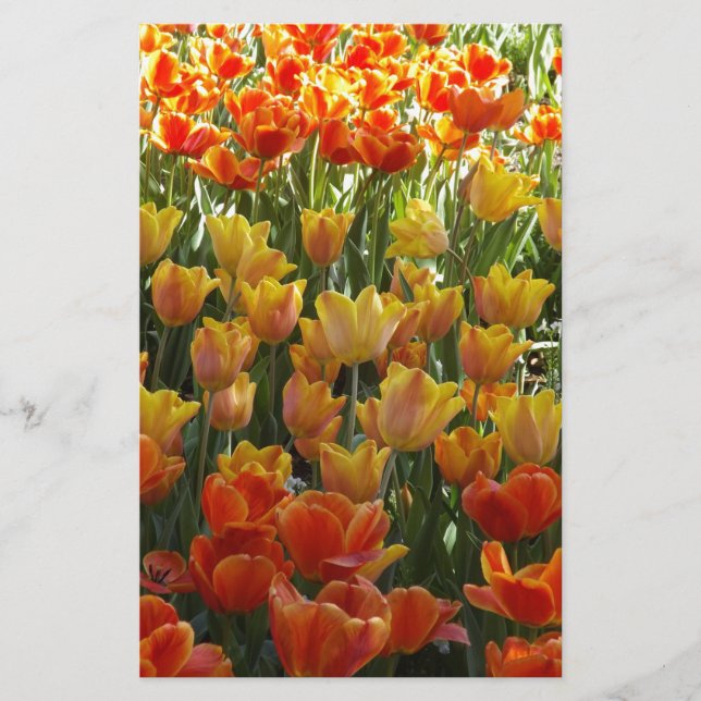 Papelaria Laranja-&-Amarelo-Tulips.jpg (Frente)