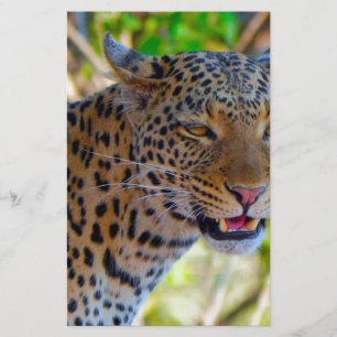 Papelaria Leopardo Manchado