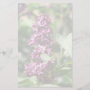 Papelaria Lilac doce