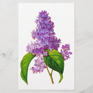 Papelaria Lilacs de Redoute