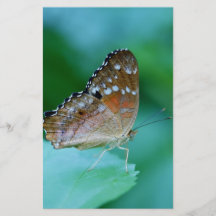 Linda Borboleta Danaus Plexippus na Folha.