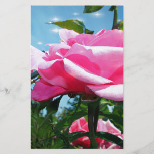 Papelaria Linda rosa rosa rosa no céu azul. Fotografia flora