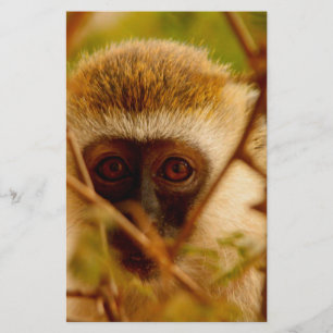 Papelaria Macaco atrevido.