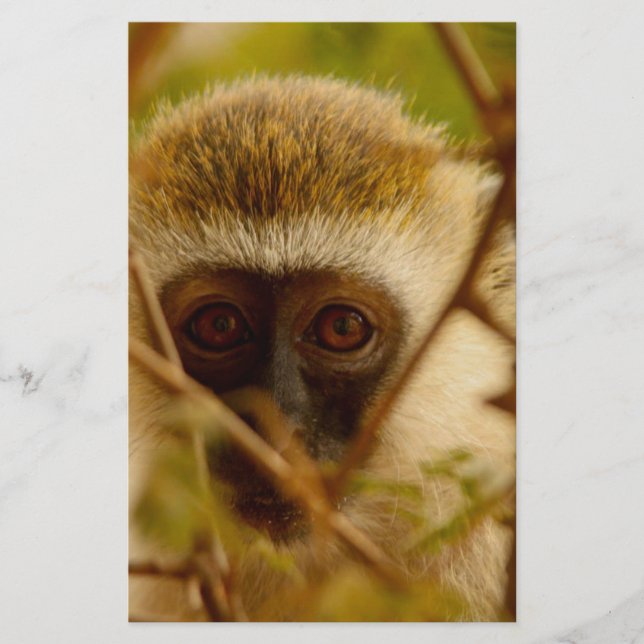 Papelaria Macaco Cheeky. (Frente)