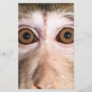 Papelaria Macaco psto em perigo da floresta húmida