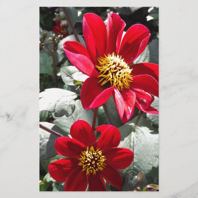 Papelaria margarida rosa-vermelha / flores das margaridas (Frente)