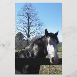 Papelaria Marrom &Branco, Cavalo Pintado, céu azul brilhante