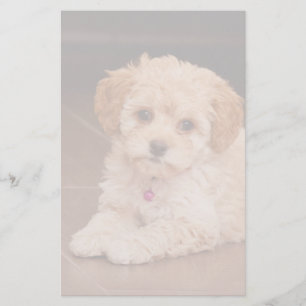 Papelaria Mistura da caniche do bebê ou cão de filhote de