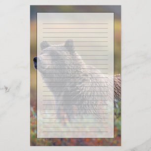 Papelaria NA, EUA, Alasca, Parque Nacional Denali, Urso pard