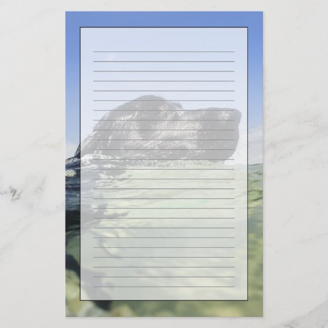 Papelaria Natação do cão na água (Frente)