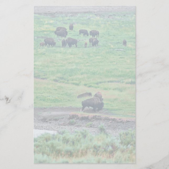 Papelaria O Bison Americano (Frente)