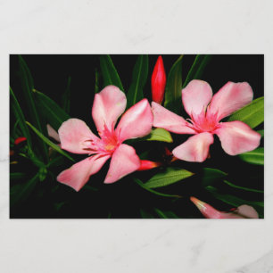 Papelaria Oleander