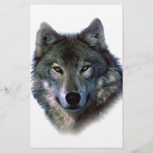Papelaria Olhos de Lobo Cinzento