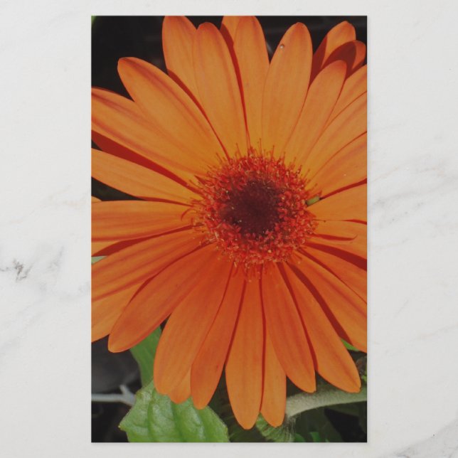 Papelaria Orange Gerber gerbera Daisy daisie (Frente)