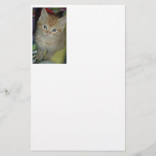 Papelaria Orange Tabby Cat