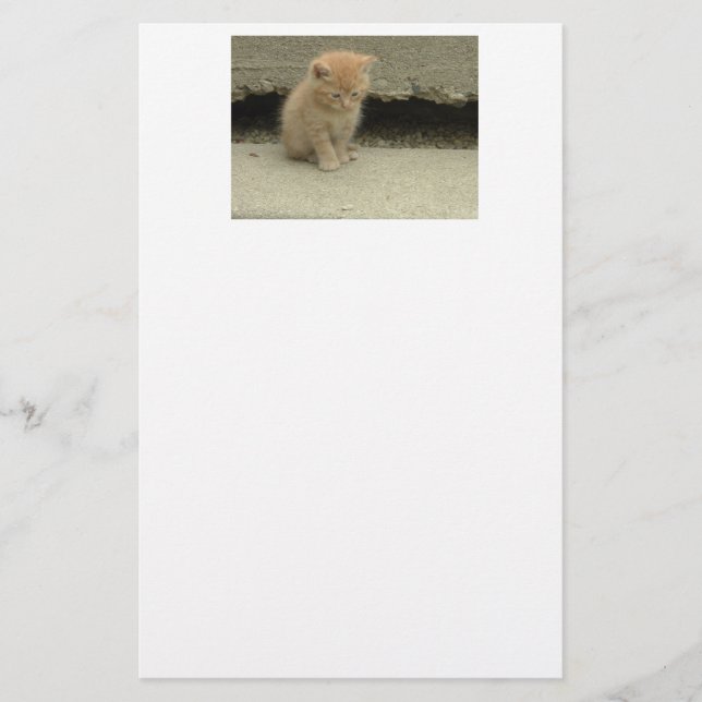 Papelaria Orange Tabby Cat (Frente)