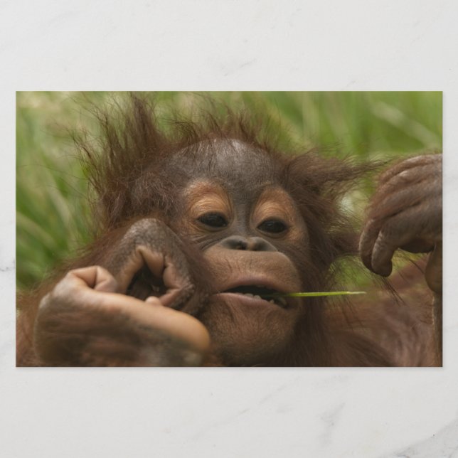 Papelaria Orangutan Baby (Frente)