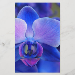 Papelaria Orquídea Azul e Rosa