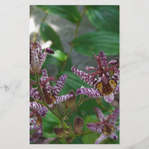 Papelaria Orquídea branca-rosa-púrpura, listrada, como uma f