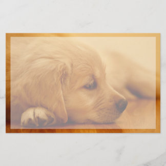 Papelaria Ouro Retriever Puppy
