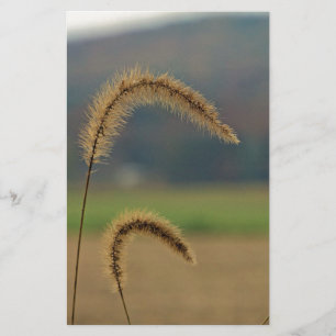 Papelaria Palhetas De Sementes De Grama