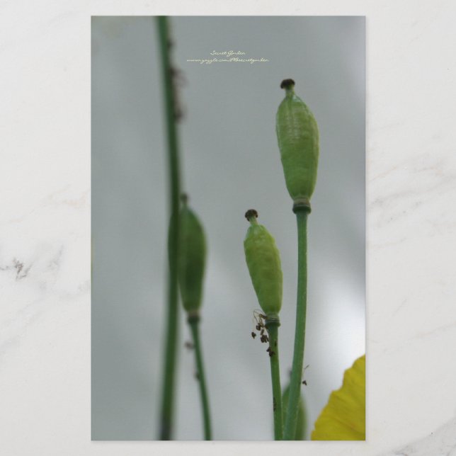 Papelaria Papagaios Amarelos Shade 11 Papel de Carta persona (Frente)