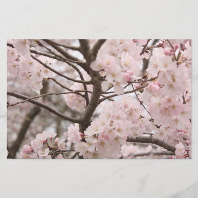 Papelaria Papel de Artesanato Cherry Blossom (Frente)