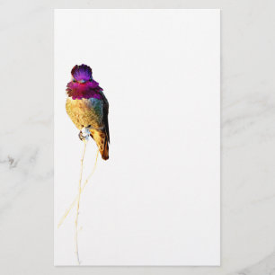 Papelaria Papel de Carta Fotográfica de Hummingbird de Anna