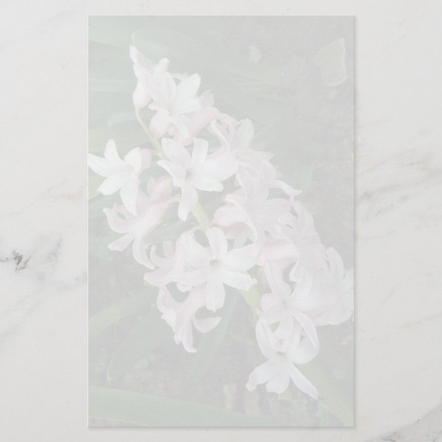 Papelaria Papel de Carta Hyacinths (Frente)