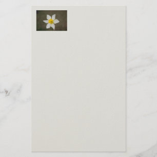Papelaria Papel de Carta Springtime