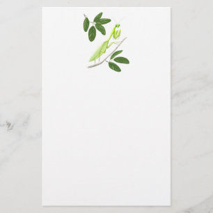 Papelaria Papel de Oração à Mantis