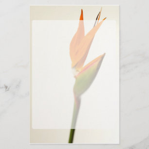 Papelaria Pássaro da flor de paraíso