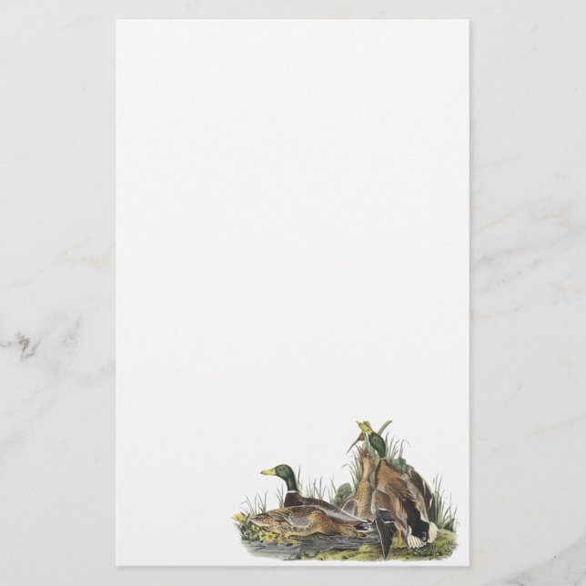 Papelaria Pato selvagem, John Audubon (Frente)